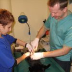 Zabieg sterylizacji kotki - lekarze weterynarii Olsztyn: Grzegorz Załuska i Magdalena Głowacka