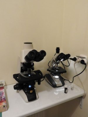 "Okiem" mikroskopu - weterynarz Olsztyn